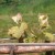 budbreak blog