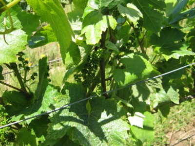 Growing Grapes in the Willamette Valley 1
