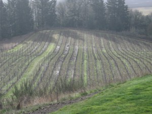 Growing wine grapes in Oregon 1