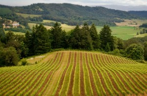 Oregon Wine Country wedding