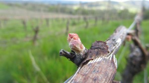 Bud Break At Youngberg Hill 1