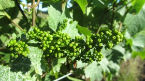 Bloom in the Vineyard 1