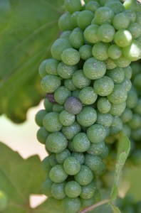 Grape Veraison in Oregon Pinot Noir 1