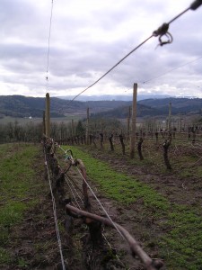 Winter Wine Tasting in Oregon's Willamette Valley 1