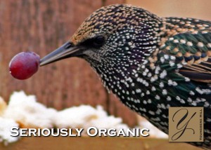 Seriously Organic Vineyard Birds (Part 2 of 2) 1