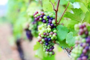 veraison