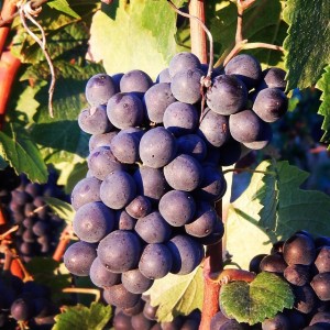 Wine grapes