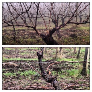 Post-Harvest Vineyard