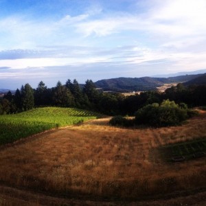Youngberg Hill Wine Harvest