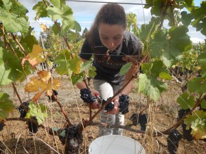 2014 harvest