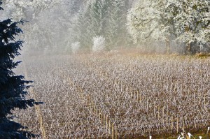 Oregon Wine Country in Winter