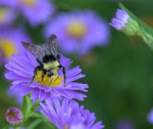 Biodynamic Farming