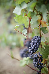 Willamette Valley Wine Terms