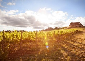 Pinot Noir in the Willamette Valley