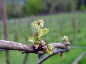 Wine Grapes