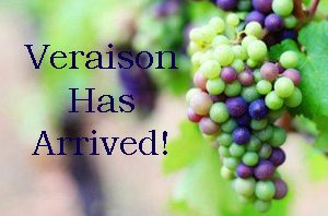 Veraison blog