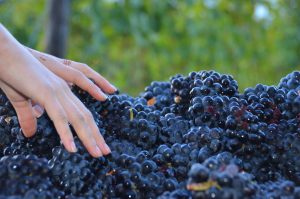 Oregon Wine Harvest 2016 Update 1