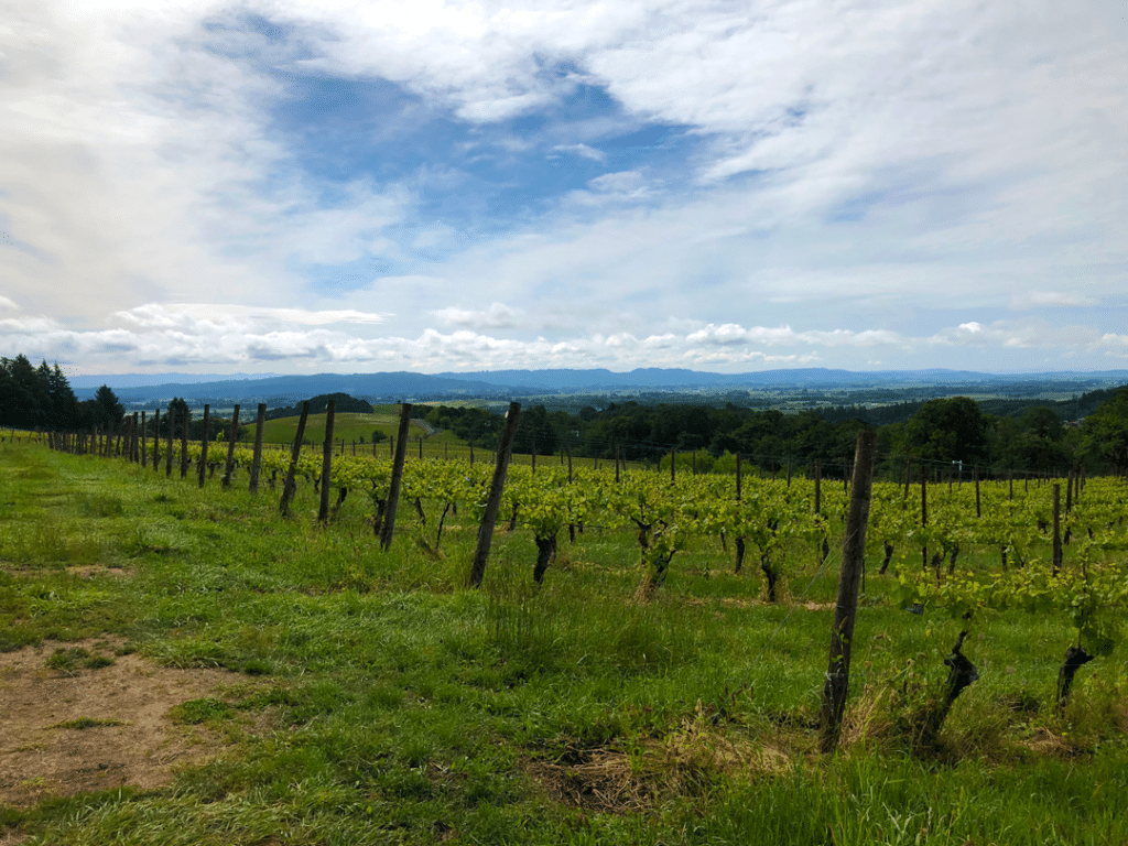 The Four Pillars of Bailey Family Winemaking 2