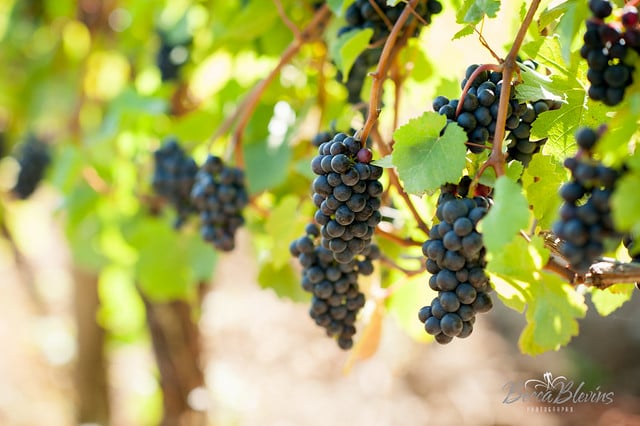 youngberg grapes