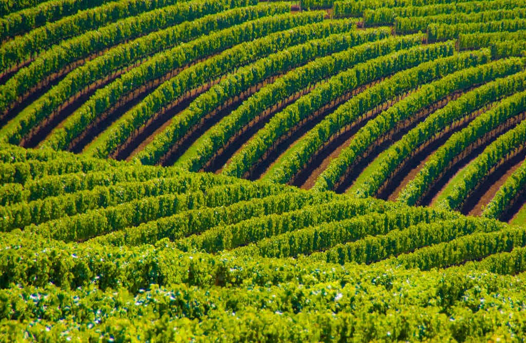 Bike Routes in Oregon Wine Country, Willamette Valley