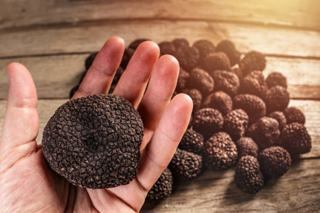 The Oregon Truffle Festival celebrates the state's native-grown mushrooms, including the Oregon black truffle.