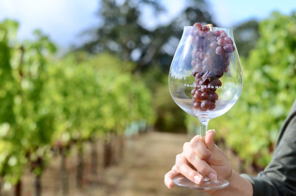 At our Willamette Valley Bed and Breakfast, you'll dribk wine made from grapes grown on the vines outside your window.
