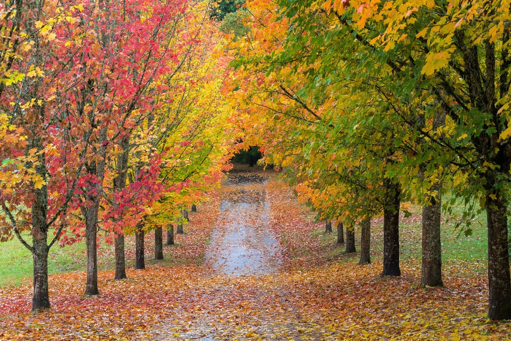 Oregon Fall Foliage 