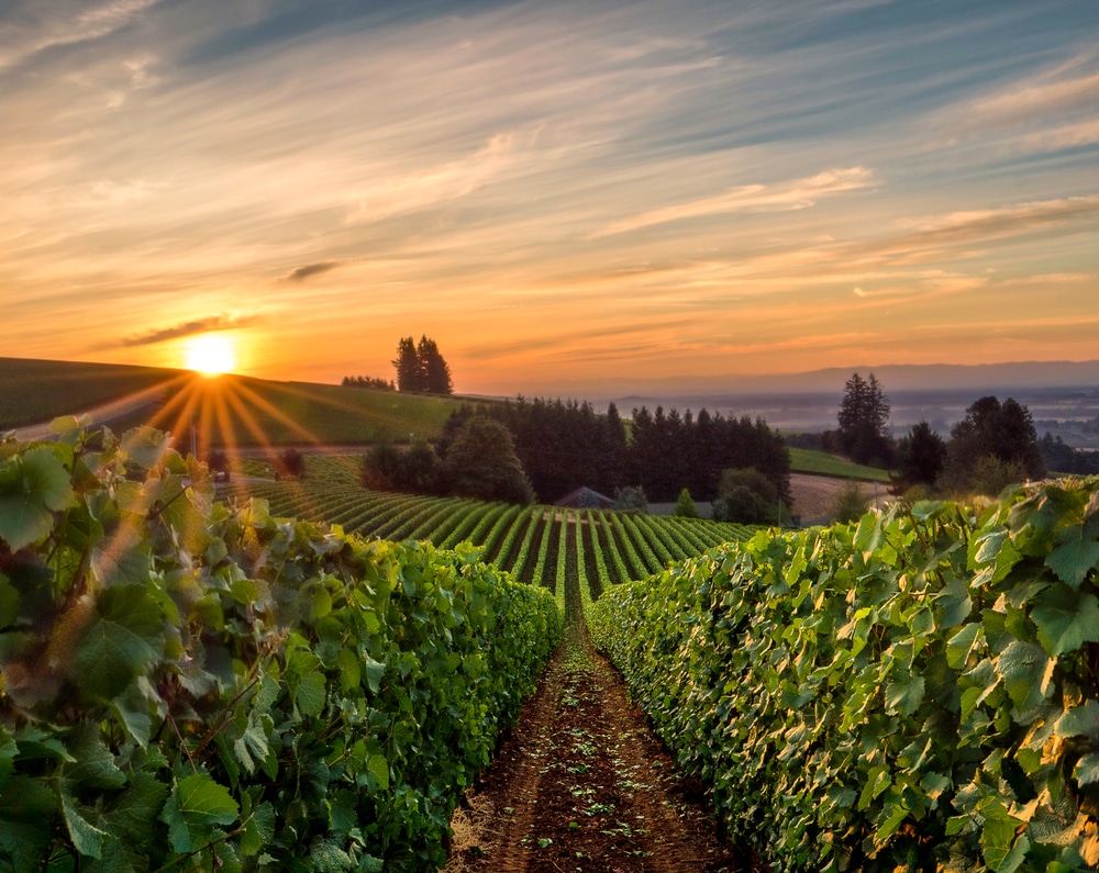 Best Time to Visit Oregon Wine Country, photo of the vineyards a sunrise