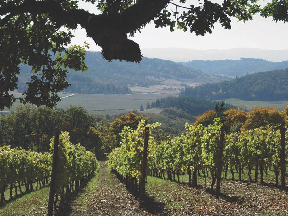 McMinnville Wineries, photo of a beautiful vineyard in Willamette Valley