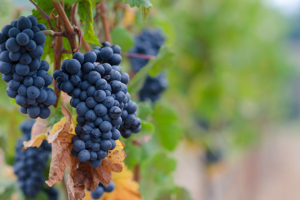 Oregon Pinot Noir Wineries, photo of a cluster of grapes