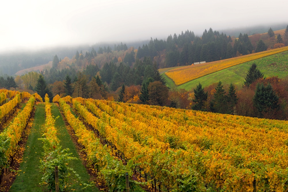 Head to these fantastic Wineries in Dundee, Oregon for a tasting