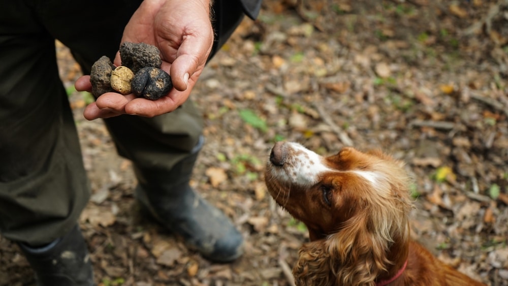Oregon Truffle Festival, dog hunting for truffles in the Willamette Valley near our McMinnville Bed and Breakfast