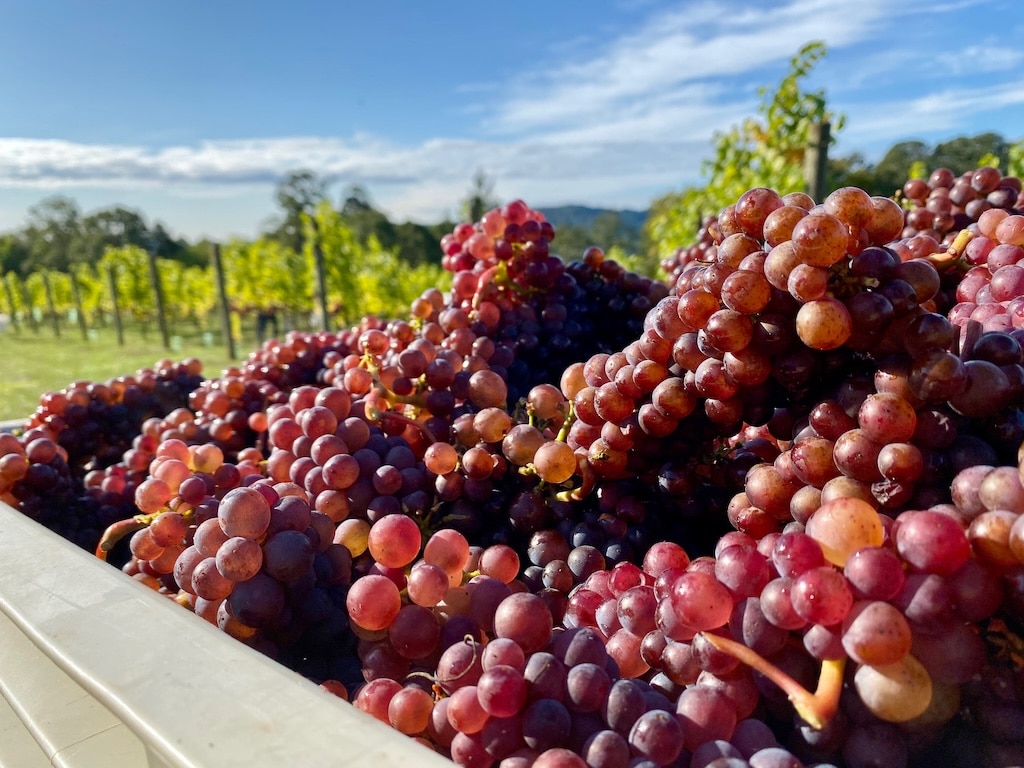 Where to Stay in Willamette Valley to try the best wineries in Oregon