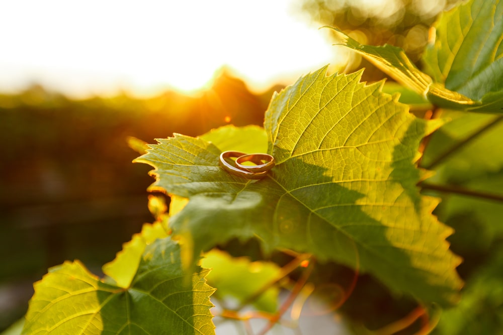 Engagement ring on leaves at the Vineyard at our Bed and Breakfast in McMinnville